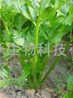 芹菜提取物 优质芹菜提取物 批发芹菜提取物 艾沃生物 芹菜提取物厂家