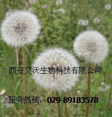 蒲公英提取物 优质蒲公英提取物 批发蒲公英提取物厂家 艾沃生物