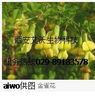 染料木素 优质染料木素 批发染料木素 染料木素厂家 艾沃生物