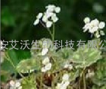 漆黄素 优质漆黄素 批发柒黄素 漆黄素厂家 艾沃生物