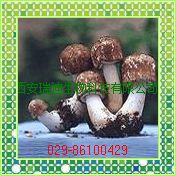 姬松茸提取物，Agaricus blazei Murrill.p,e多糖30%40%