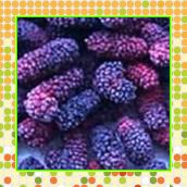 桑椹提取物Mulberry Fruit Extract 10:1（西安瑞迪）