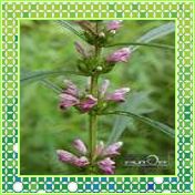 益母草提取物Motherwort Herb P.E.10:1（西安瑞迪）