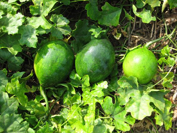 瓜蒌提取物Mongolian Snakegourd Fruit10:1（西安瑞迪）