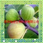 无花果提取物 Fig extract 10:1（西安瑞迪）