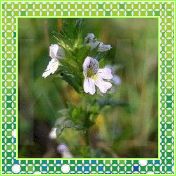 小米草提取物Eyebright P.E，小米草（西安瑞迪）抗氧化，抗疲劳