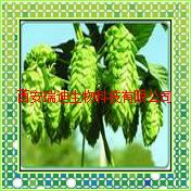 啤酒花提取物Hops Flower P.E 10:1黄酮含量3%（西安瑞迪）