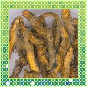 黄连提取物Rhizoma Picrorhizae10：1（西安瑞迪）