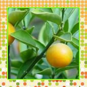 橙皮苷95%Hesperidin（健胃、祛痰、镇咳）西安瑞迪