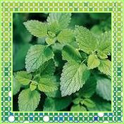 蜜蜂花提取物，Lemon Balm P.E香缝草（西安瑞迪）安神镇静