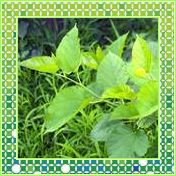 桑叶提取物Mulberry Leaf Extract 10：1（西安瑞迪）(