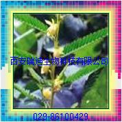 水皂角提取物Cassia Nomame P.E.（西安瑞迪）