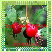 玫瑰果提取物Rose Hips Extract 10:1,10%（西安瑞迪）抗辐射