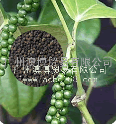 黑胡椒精油|黑胡椒精油供应商|黑胡椒精油厂家