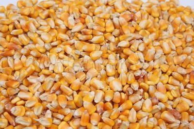 ※ 正太↘现款求购玉米油糠碎米高粱小麦等饲料原料