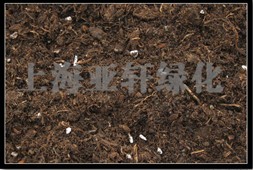 屋顶花园的草本科植物专用泥炭土 园艺资材