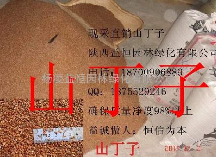 山丁子 海棠 苹果砧木种子电话18700906889长期有效