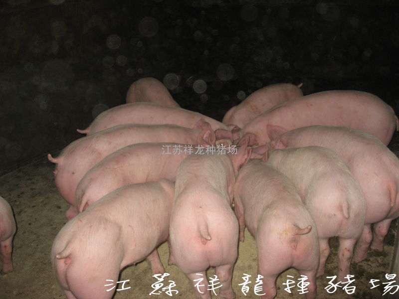 重庆三元仔猪价格