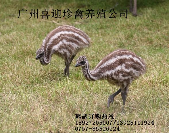 海南海口鸸鹋苗，海口鸸鹋种苗批发，海口鸸鹋苗价格，海口鸸鹋苗养殖场，海口最大鸸鹋苗供应商