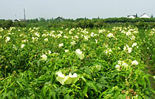 保健蔬菜 菜芙蓉种子