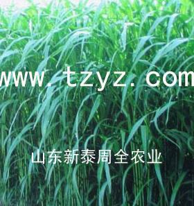 养鱼用的牧草种子www.tzyz.com