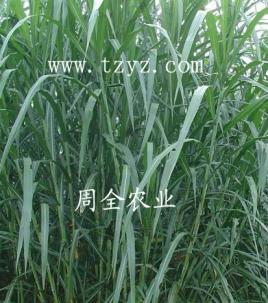 桂牧一号 牧草种子www.tzyz.cn