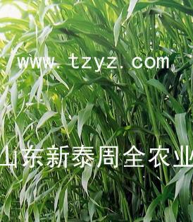 大力士 牧草种子www.tzyz.cn