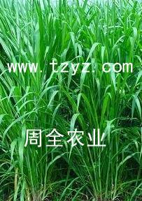 牧草种子 高丹草 苏丹草tzyz.com