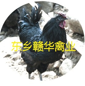 供应东乡优质纯种六黑绿壳蛋鸡