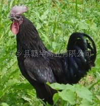 2011最具养殖价值最赚钱的养殖 饲养绿壳蛋鸡