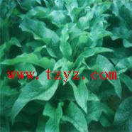 俄罗斯饲料菜哪里有 www.tzyz.cn