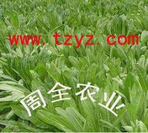 奥利维亚菊苣牧草种子www.tzyz.cn