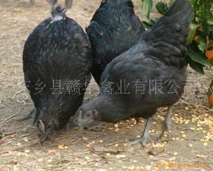 赣特色绿壳蛋鸡、东乡绿壳蛋鸡苗、乌鸡苗大量供应