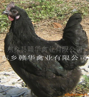 2011年饲养绿壳蛋鸡，五黑一绿蛋鸡投资小回报大