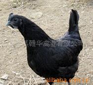 江西东乡纯种绿壳蛋鸡繁育基地,绿壳蛋鸡优价供应