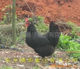 厂家直销供应优质高产黑羽绿壳蛋鸡鸡苗，500羽起批
