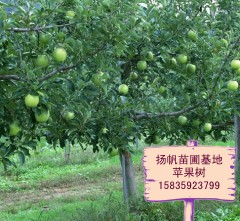 供应苹果树/山西苹果树/3、4、5、8至10公分苹果树