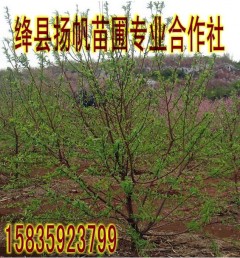 供应毛桃树，地径1、2、3、5公分毛桃树，5至10公分毛桃树
