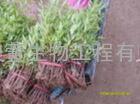 陕西白柳皮提取物水杨甙长期供应植物提取物，果蔬提取物原料药