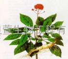 陕西人参提取物人参皂甙Ginseng extract 80%长期供应天然植物提取物原料药医药中间体
