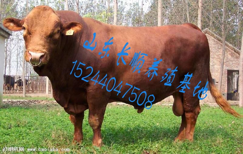 小牛犊/肉牛价格？哪里有大型养牛场？