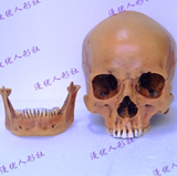厂家直销艺用高仿真1：1人体头骨模型、医学美术骷髅头颅模型手办