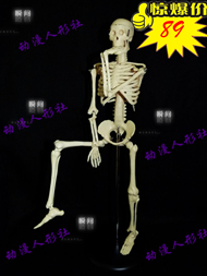 厂家直销 美术医用艺用最标准的45cm人体骨骼模型 骨架模型标本