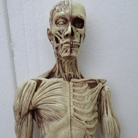 厂家直销 艺用人体肌肉骨骼解剖模型 美术人体模型 解剖结构手办