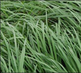 精油植物基地 直批玉怡美 香薰油提炼厂 香茅精油 单方精油