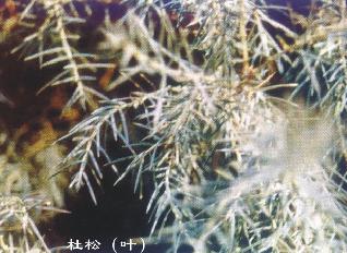 精油提炼厂 大量批发 杜松子精油 单方精油 基础油 正品高纯价低