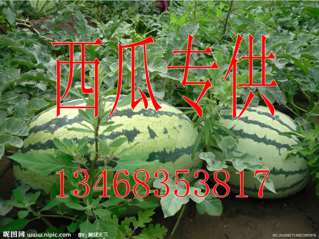 山东西瓜优秀供应商推荐【13468353817】西瓜批发市场|山东蔬菜基地