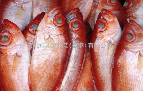 深圳冻鱼进口代理公司