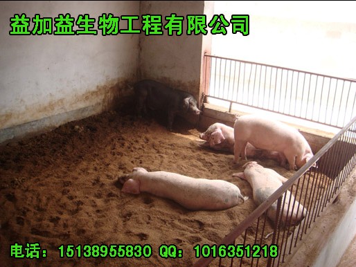 北京发酵床养猪技术,环保养猪技术,微生态养猪,无污染养猪模式