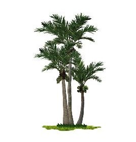 椰木杆椰子树